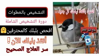 دورة مجانية في تشخيص أمراض البلابل (حصرياً لمتابعينا) 🦜🩺