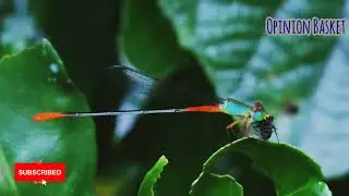 Damselfly Eating Flies | Orange-Tailed Marsh Dart | Bi-Coloured Damsel | Opinion Basket