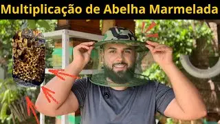 Multiplicação de Marmelada na Prática 🐝 | Veja Resultados de Multiplicações Anteriores