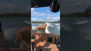 Relax and Satisfy / Sailing with Dog #Shorts