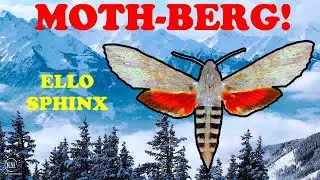THE ELLO SPHINX   BUTTERFLIES AND MOTHS FROM  