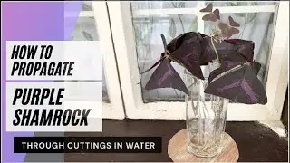 HOW TO PROPAGATE OXALIS TRIANGULARIS PUPLE SHAMROCK IN WATER | WATER PROPAGATION I HOUSE PLANTS