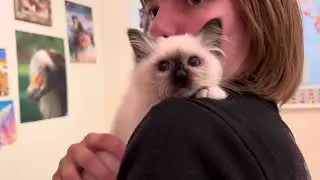 Saba Ozzy &ndash; Gentle Paws, Bright Eyes 💛
