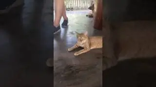 Cambodian Cat
