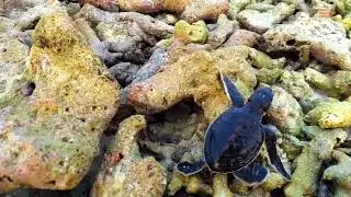 A baby green turtle's journey to the sea
