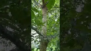 Meet an American chestnut tree in TACF's breeding program