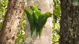 মেঘেল পাখি | রঙিন ডানা, বুদ্ধি ও অজানা জীবন | Indian Parakeet Documentary in Bengali