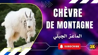 La Chèvre de Montagne : Symbole de Liberté et de Force
