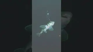 Glowing Predator: The Mystery of the Shark That Hunts in Total Darkness