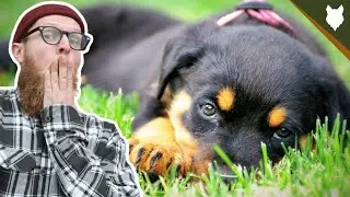 When Should My ROTTWEILER Be HOUSE TRAINED