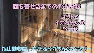 旭山動物園　顔を寄せるまでの1分18秒　オリトとイオちゃんのペース　Orito & Io family　Lion family　Asahiyamazoo
