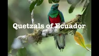 Northwest Ecuador AMAZING quetzals at Alambi reserve by Hans Heinz