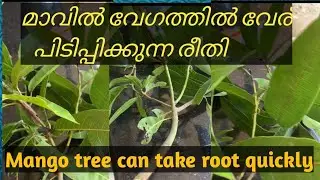 മാവിൻ കമ്പിൽ വേഗത്തിൽ വേര് പിടിപ്പിക്കുന്ന രീതി