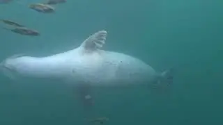 Harbor Seals at Lopez Island