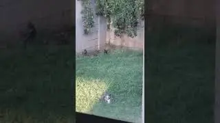Illegal Aliens have breached my Border Wall