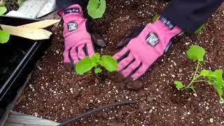 Cool Season Transplants