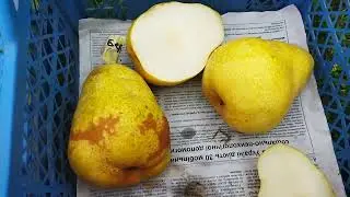 Груша бере Дюрандо