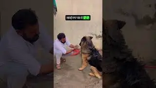 German Shepherd Dog Se Jyada Trust Kisi Par Nahi Kar Sakte | Loyalty Level 100% #germanshepherd