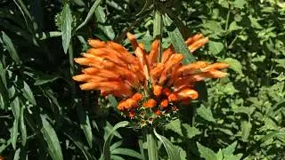 Leonotis leonurus (L.) R. Br. ex Ait. f. čes. leonotis oranžov&yacute;