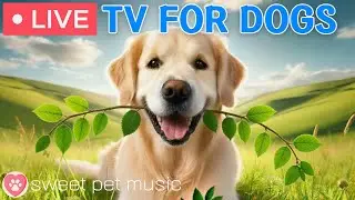 🔴24 Hours of Dog TV🎵🐶Calming Music for Dog Sleep🐾🩷Soothing Dog Music for Stress and Anxiety Relief