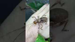 Thorny Cricket - Cosmoderus