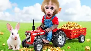 Monkey Nana Drives a tractor:A fascinating Journey of trading gold for duck feed - NANA MONKEY LIFE