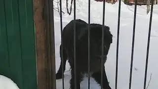 Ньюфы встречают маму