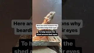 Bearded Dragon Eye Bulge: Normal During Shedding! #beardeddragon