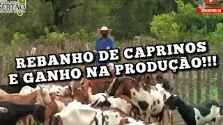 ORIENTA&Ccedil;&Atilde;O T&Eacute;CNICA AUMENTA A PRODU&Ccedil;&Atilde;O DE CAPRINOS.