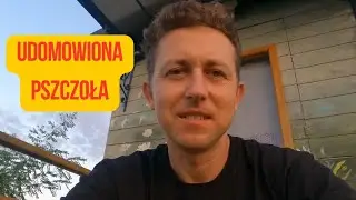 Czy pszczoły miodne to udomowione zwierzę?