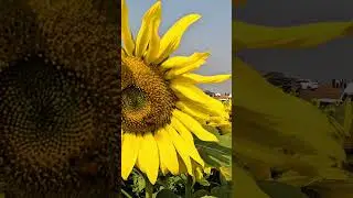 Sunflower Fields in the Countryside