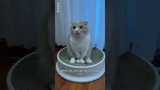 My cat&rsquo;s full schedule #shorts #cat #funny