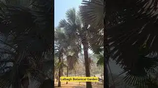 Lalbagh Botanical Garden #shortsviral #sivaya #shortsvideos  #devotionalclick #travel