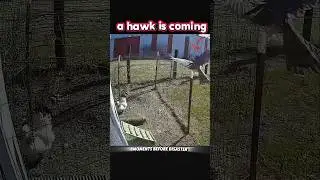 chicken vs hawk #trending #wildlife #youtubeshorts #youtube #hawk #chicken #rooster #eagle #falcon