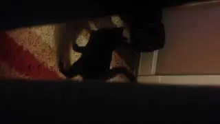 Spying on Buckeye & kitty playing