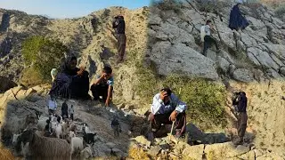 Nomadic Life: Adventurous nomadic life🌄 | The story of survival and the lost sheep😥🐏