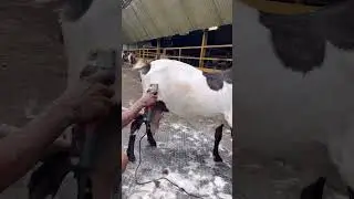 Hydrabadi Goat Hair Trimming | Ali Goat Farm | Khargone MP