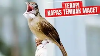 Pancingan dan terapi kapas tembak macet bunyi ‼️Suara nyiul memangil lawan