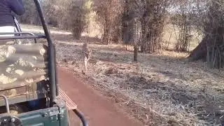 Close encounter with Tiger in Tadoba | Choti Tara in TATR