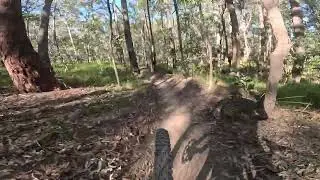 Daisy Hill MTB 6