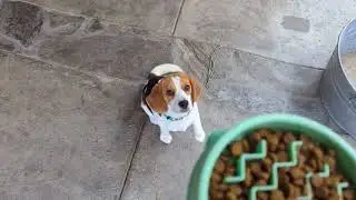 Slowing Down a Beagle Eating - Penny Lane
