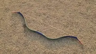 01-26-22 Grozer's Biocomposite Persian bow