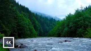 Misty Forest Mountain River Rapids | 4K White Noise Nature Sounds for Sleep and Relaxation