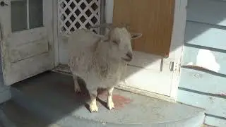 Yawning Goat