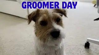 Henry the Jack Russell Terrier Dog Goes to the Groomers