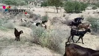Goat Of Thar Struggle For Food || Goat In Desert || Diversity Of Thar