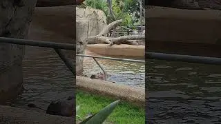 Pool Time for This Hippo!