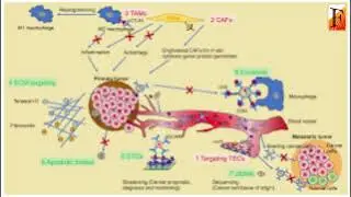 How Physical Stress Pushes Cancer Cells Into Dangerous New States