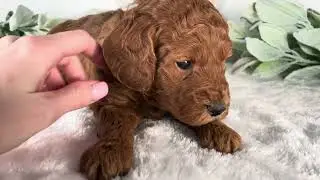 Rookie - Micro Goldendoodle - Family Bred Puppies