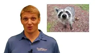 Animals Digging In Your Organic Lawn?  Skunk & Racoon Talk...